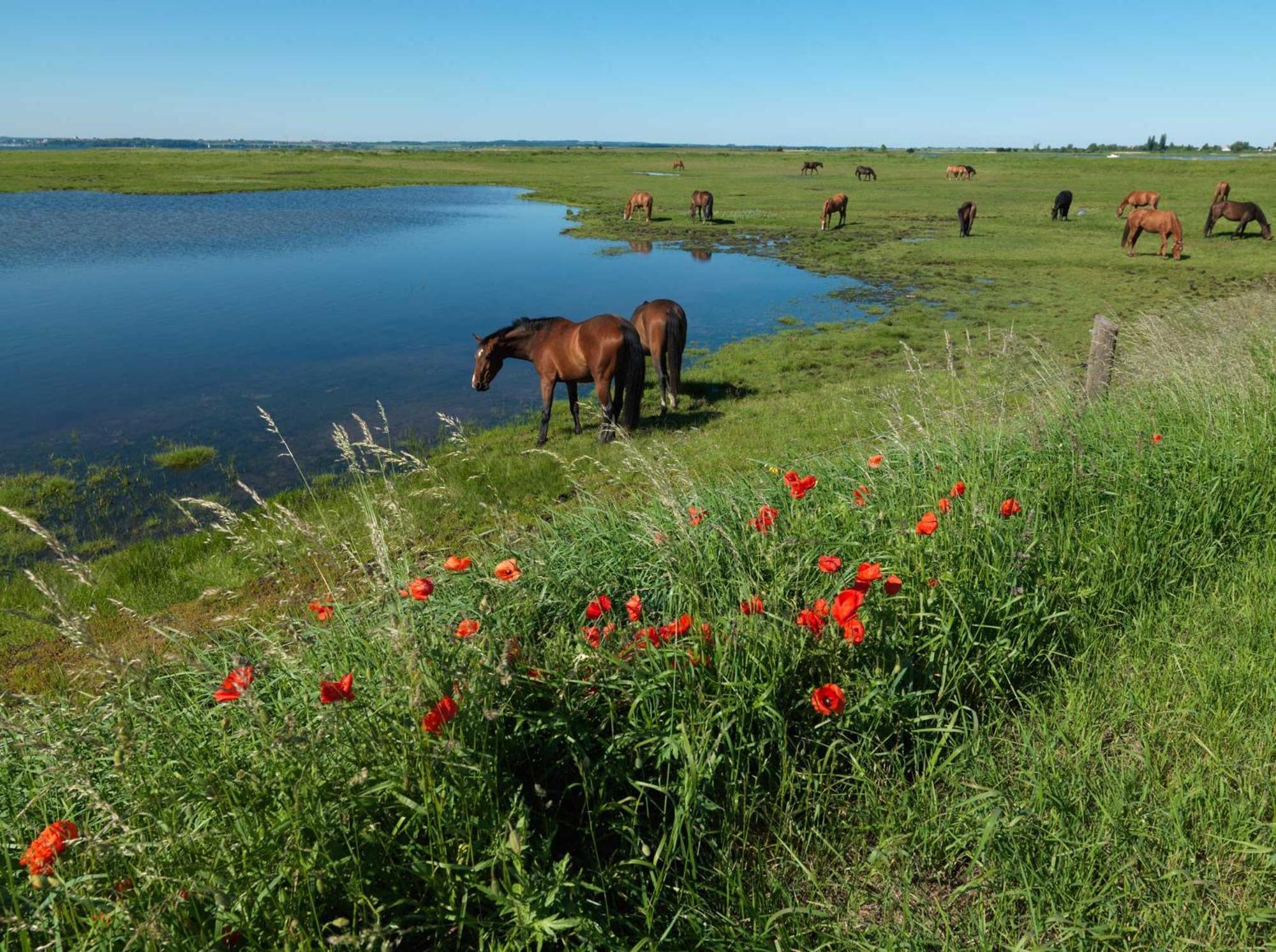 Daenische Ferienhaeuser Am Salzhaff Haus Kaept'N Nemo Insel Poel Exterior photo